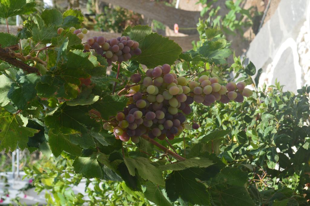 פארוס Pension Sofia מראה חיצוני תמונה